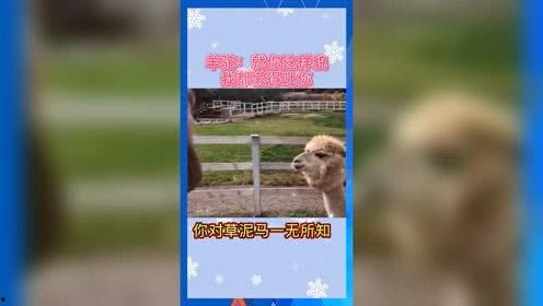 吃瓜群众娱乐版下载安装,轻松下载，畅享欢乐时光